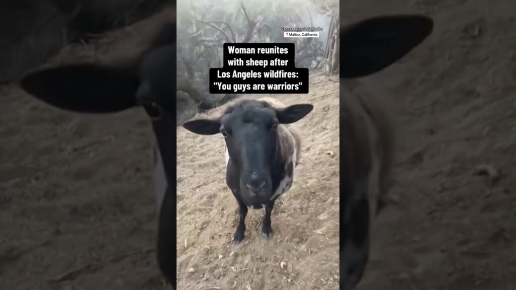 Woman reunites with sheep after Los Angeles wildfires #shorts