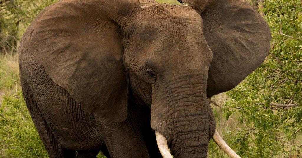 Elephant tramples tourist to death in South Africa’s iconic Kruger park