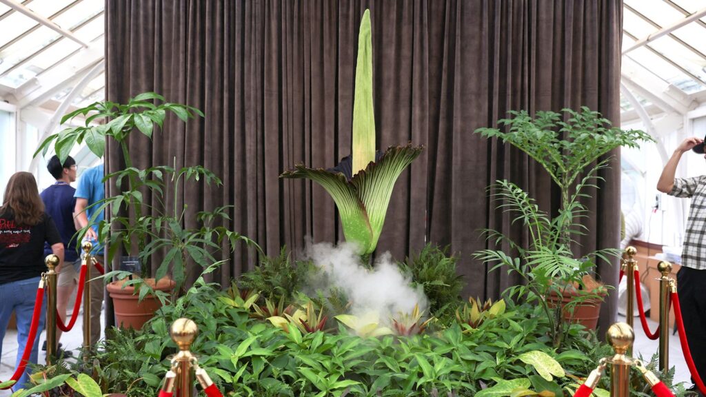 Corpse flower: Plant with ‘deadly’ stench pulls huge crowds for rare bloom in Sydney | Offbeat News