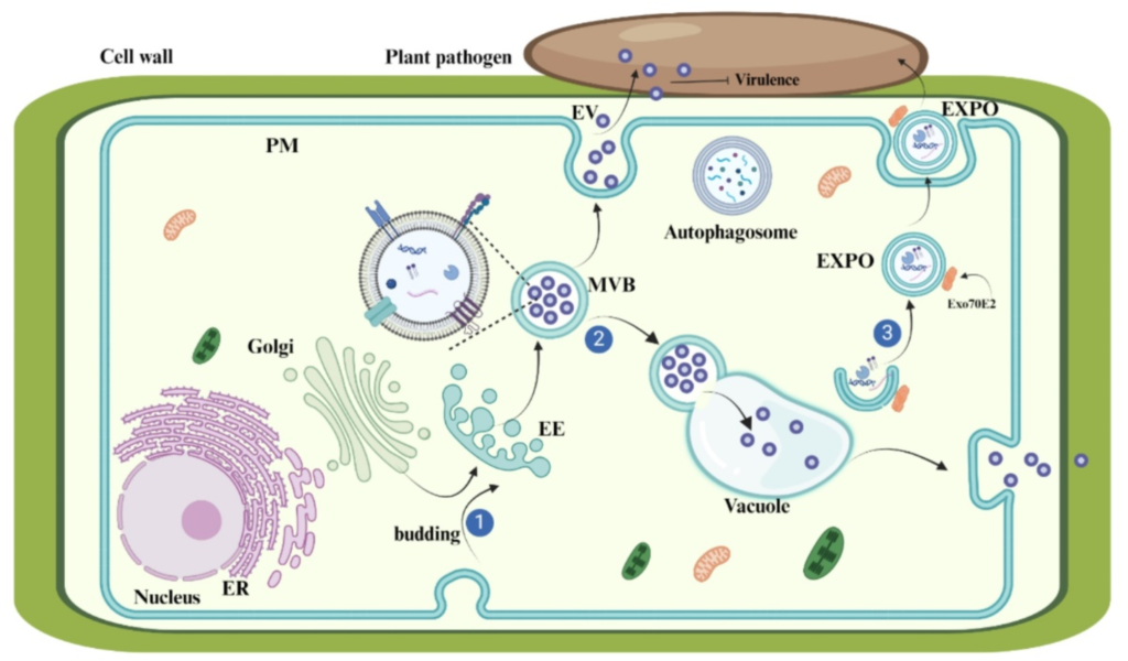 Chinese herbal medicine-derived extracellular vesicles as novel biotherapeutic tools: present and future | Journal of Translational Medicine