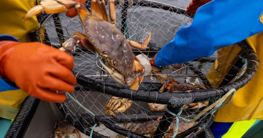 You know who welcomes a shorter Dungeness crab season? The crabs