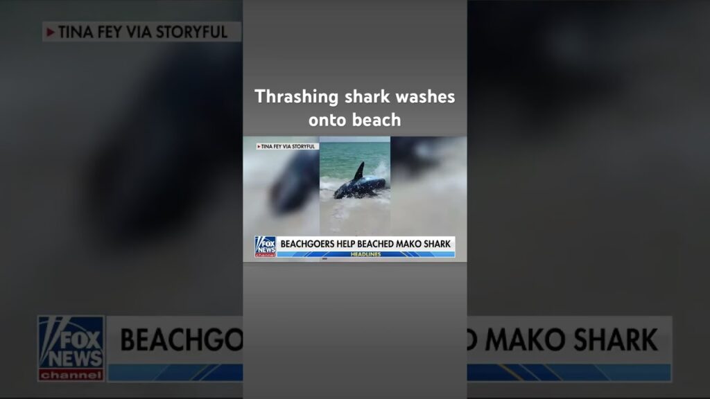 Beachgoers haul thrashing shark back into ocean #shorts