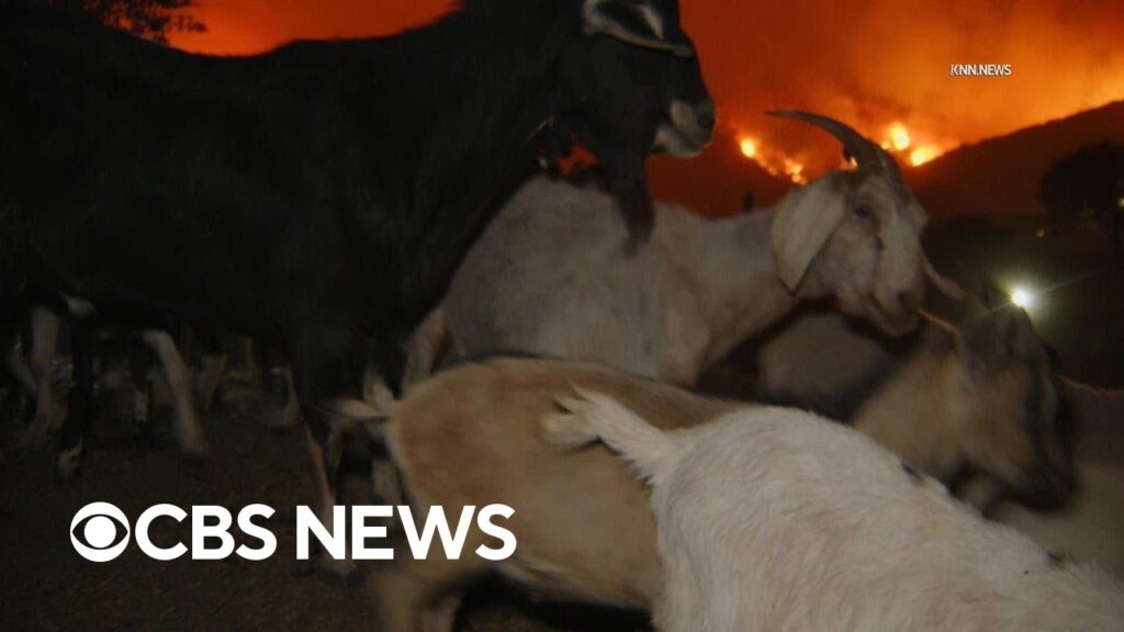 Hundreds of goats evacuate in Brentwood amid Palisades Fire