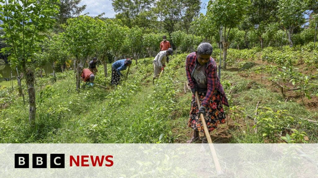 Sri Lanka no longer a bankrupt nation, president says  – BBC News