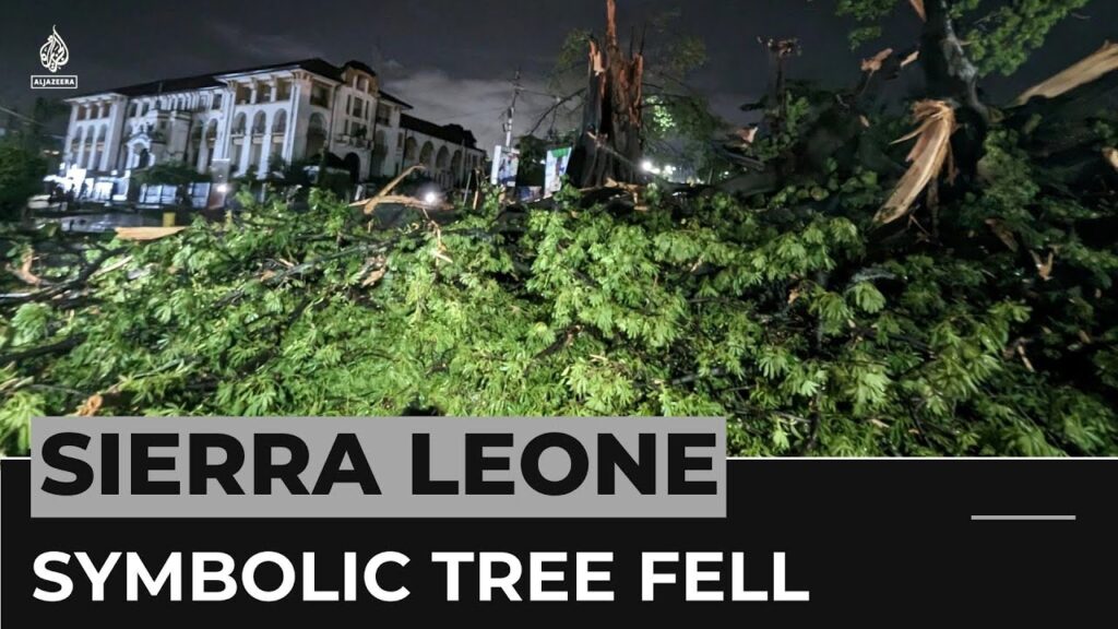 Storm fells symbolic 400-year-old cotton tree in Sierra Leone