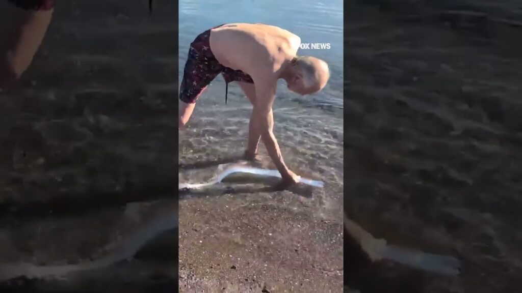 Rare oarfish spotted on beach in Baja California Sur, Mexico