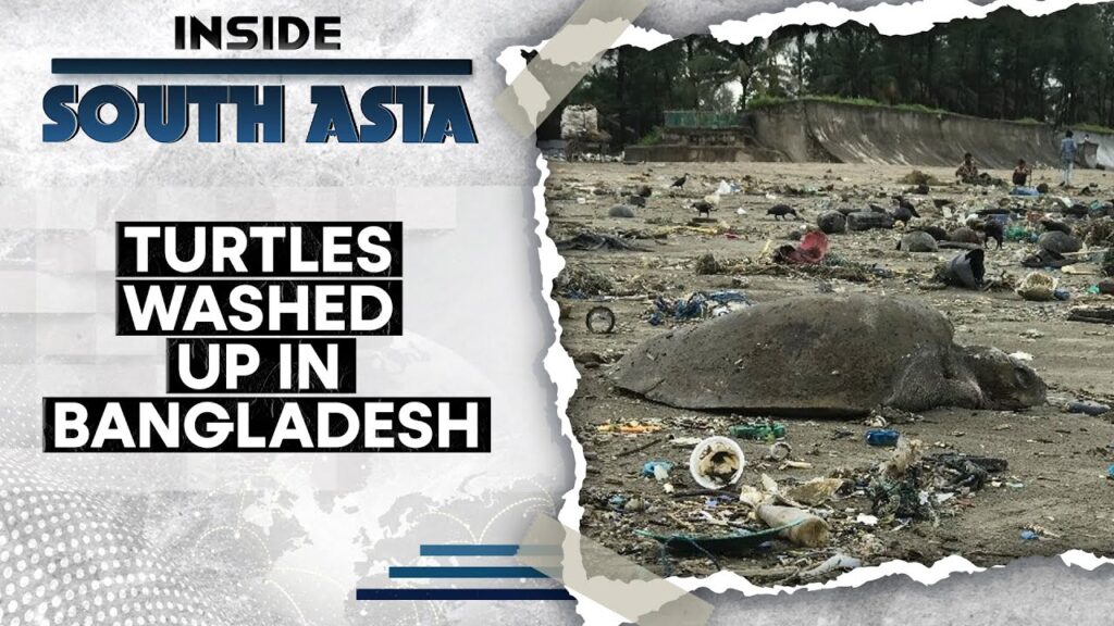 Why Are Turtles Dying In Bangladesh? | Inside South Asia | WION