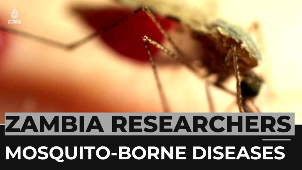 Zambia researchers probe scents to beat mosquito-borne diseases