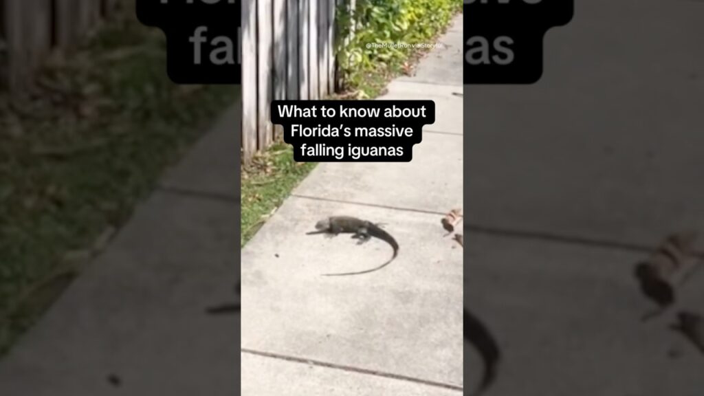 What to know about Florida’s massive falling iguanas #shorts