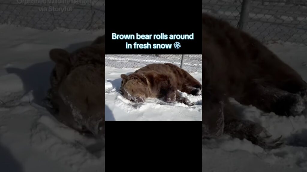 Bear rolls around in fresh snow #shorts