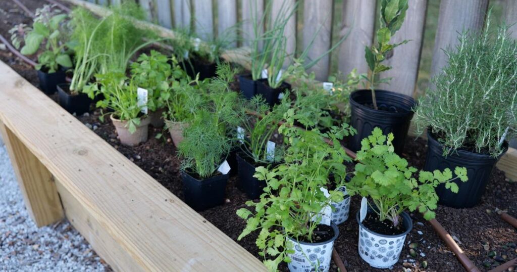 Plant cool-season herbs to kick up your holiday cooking | Home/Garden