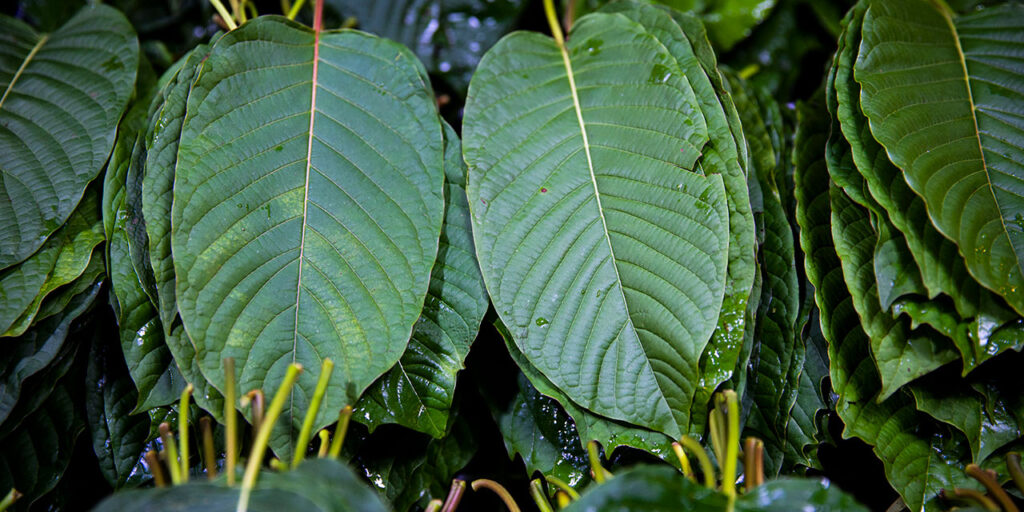 Kratom Is Dangerous and Addictive