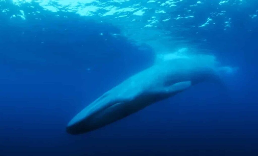 The Loneliest Whale on Earth? The 52-Hertz Mystery That Still Baffles Scientists