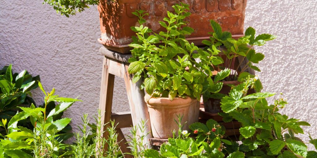 10 Best Herbs To Grow In Your Garden