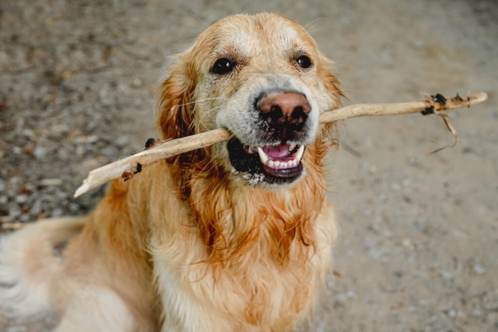 Golden Retriever’s Funny Way of Sweetly ‘Nudging’ Grandma Out of the Way Is Priceless