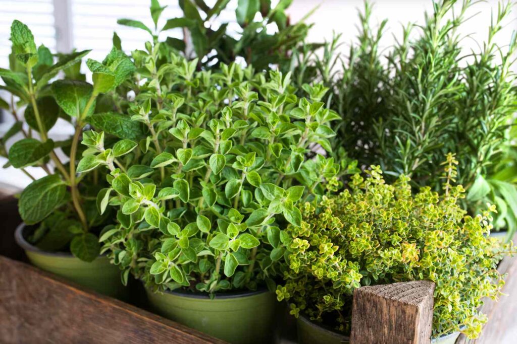 10 Best Herbs to Grow Indoors or Outside