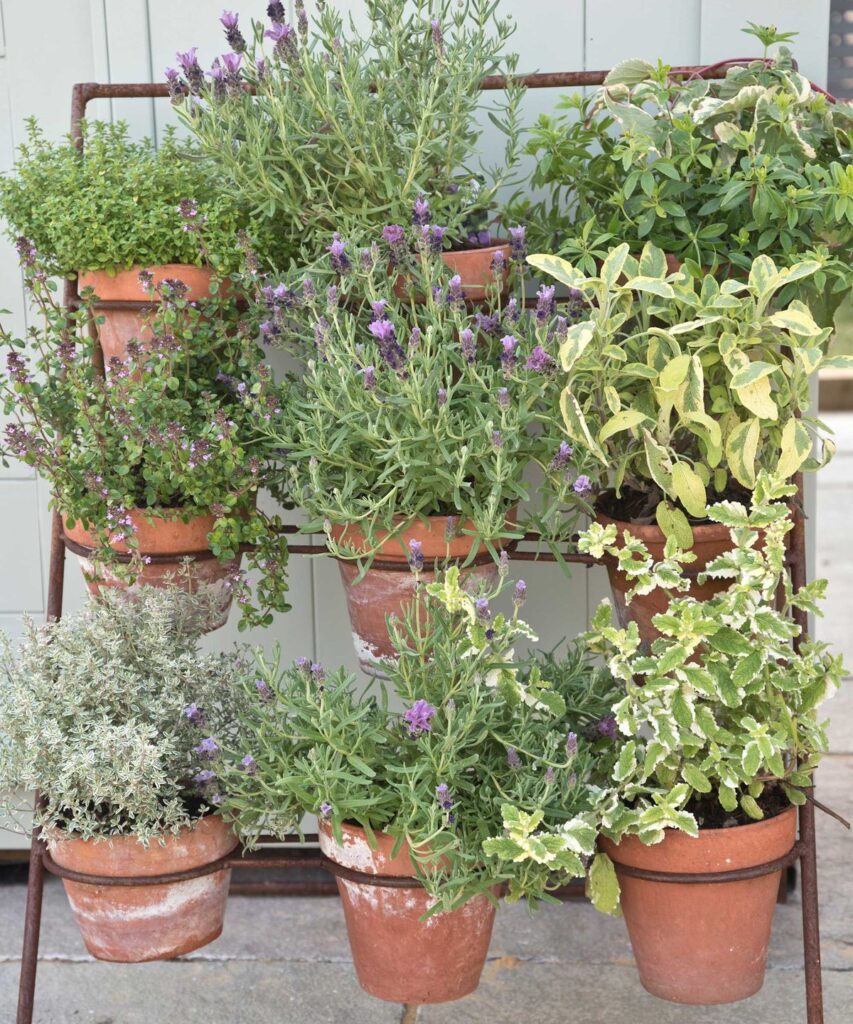 Easiest herbs to grow at home: 5 expert-approved picks