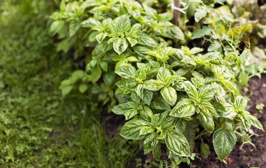 10 Pest-Repelling Herbs That Make Great Companion Plants