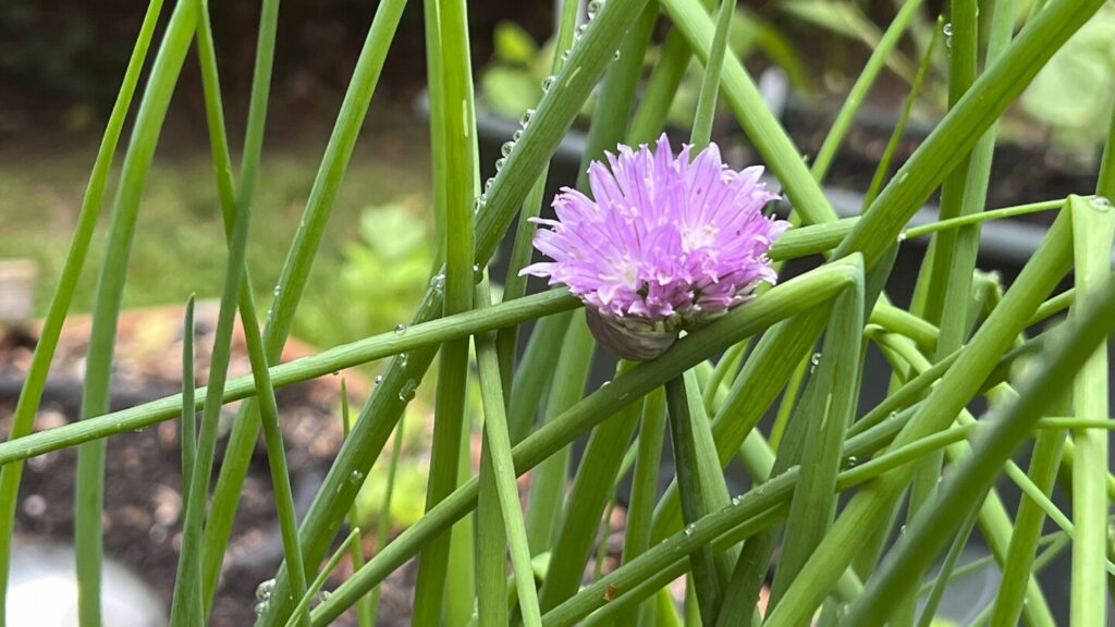 Luckily for cooks and gardeners, some herbs come back year after year