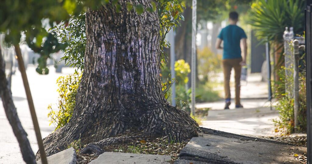 An author’s daily walk produces beautiful writing for Times readers