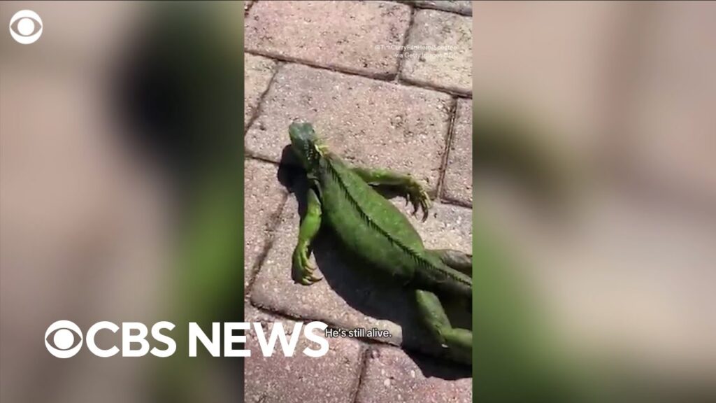 What to know about Florida’s massive falling iguanas when temperatures drop