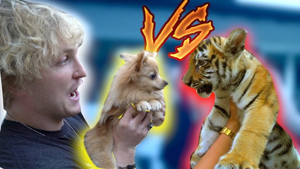 KONG MEETS A BABY TIGER! **Showdown**