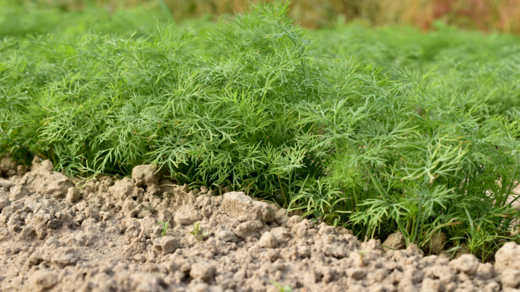 The Best Herbs to Plant in Fall