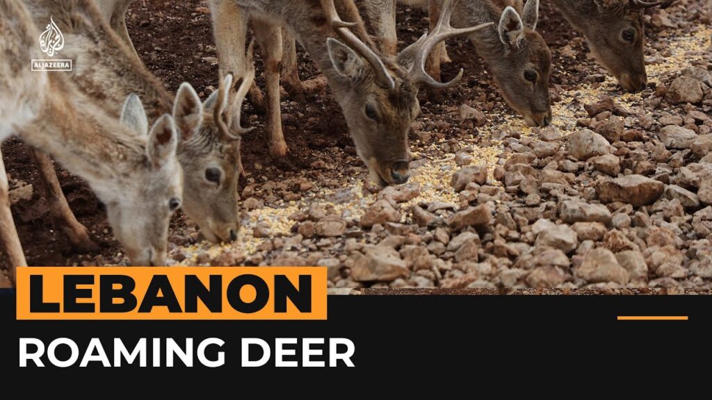 Deer roam in Lebanon reserve