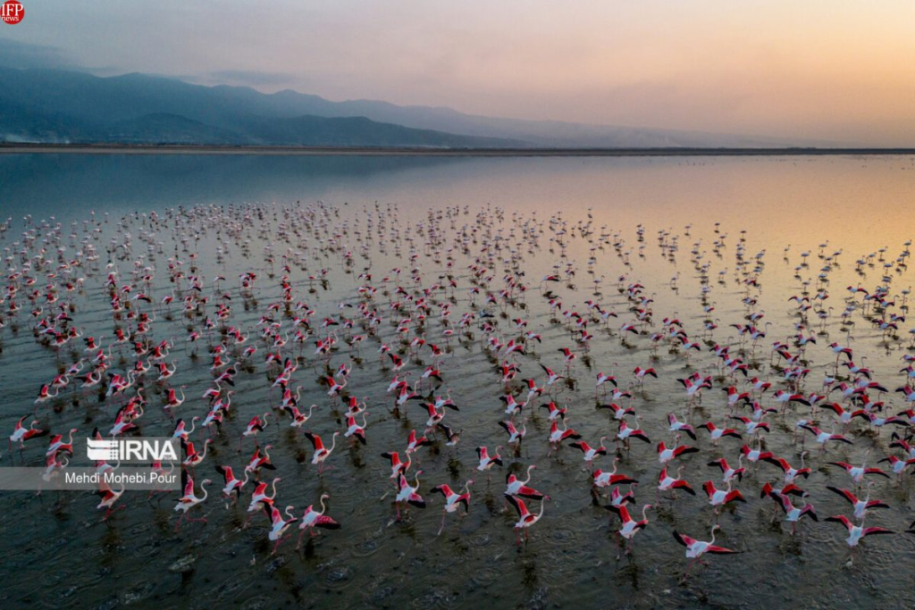 Iran’s Mazandaran Sees 90% Surge In Migratory Birds After Wetland Recovery