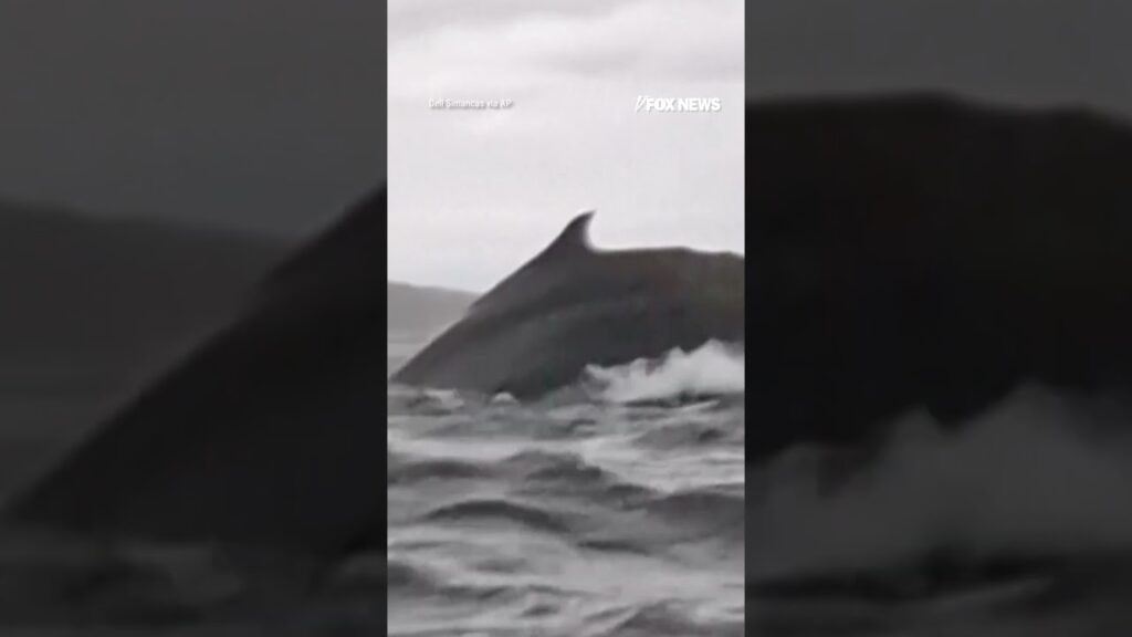 Man swallowed whole by whale then spit out in heart-stopping video