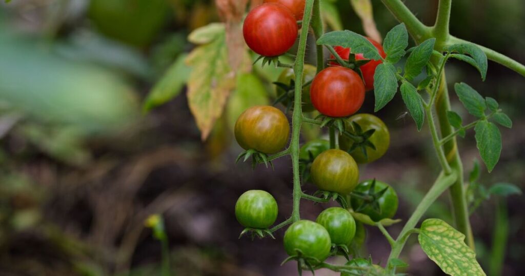 Tomatoes will taste better if planted next to this common herb