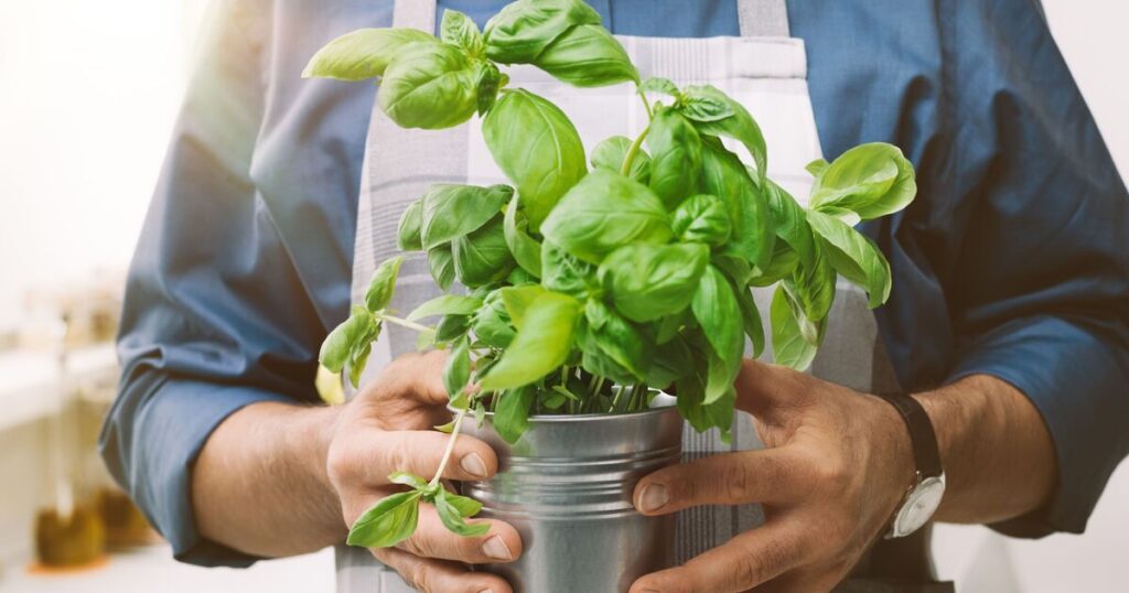Basil will grow back bushier if you use a simple cutting method
