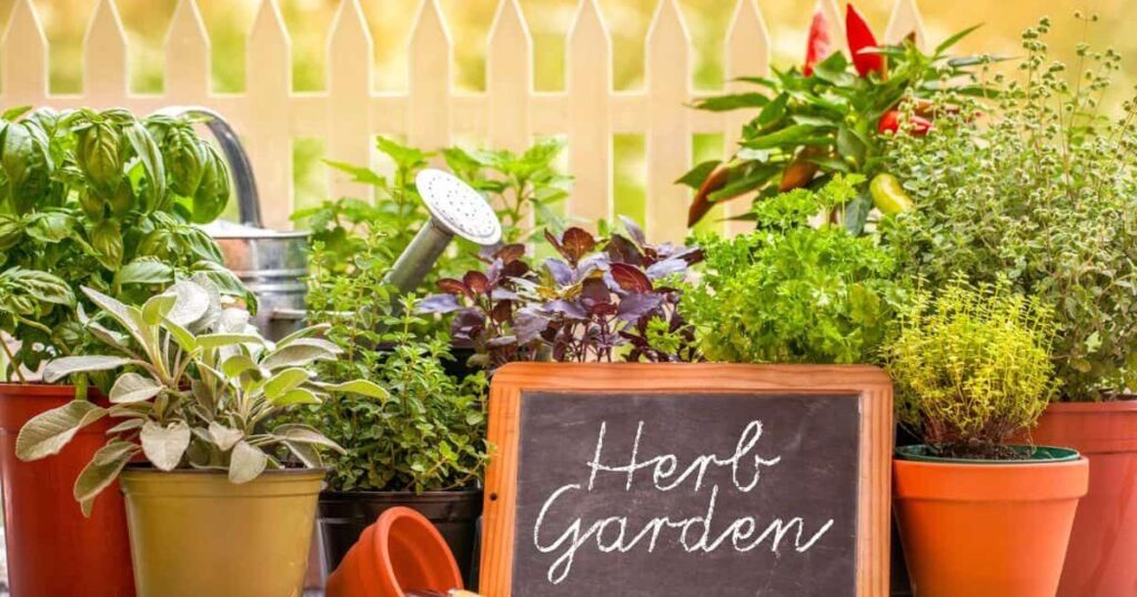 Millennials and Gen Z Lead the Herb Garden Revival | Health