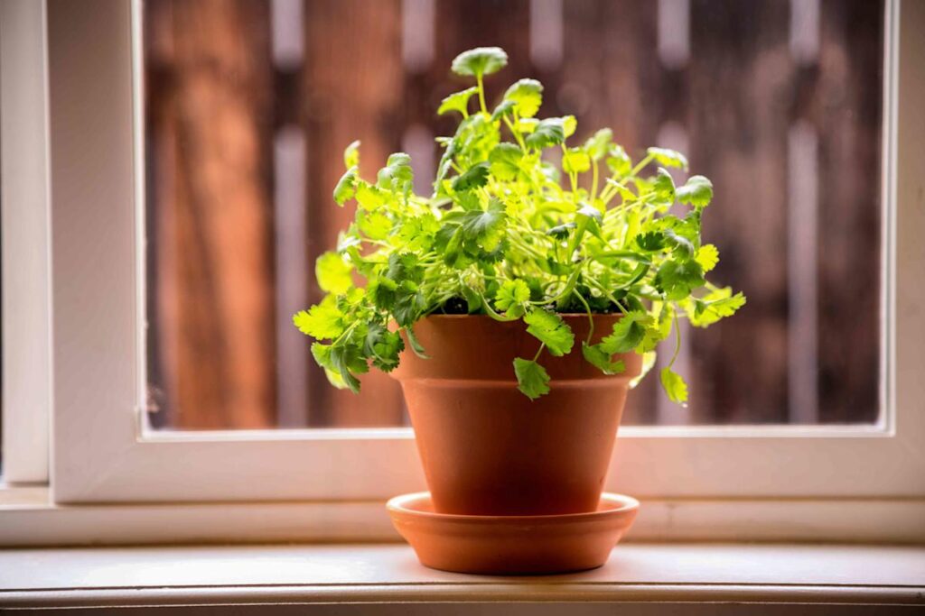 How to Grow Cilantro Indoors for a Convenient Supply of Fresh Herbs