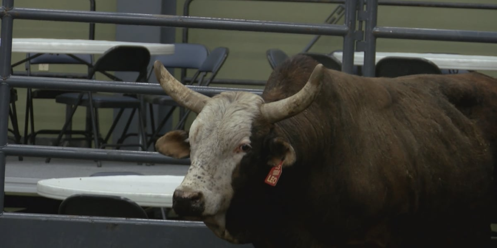 Bulls & Brews returns to the Clay County Fairgrounds