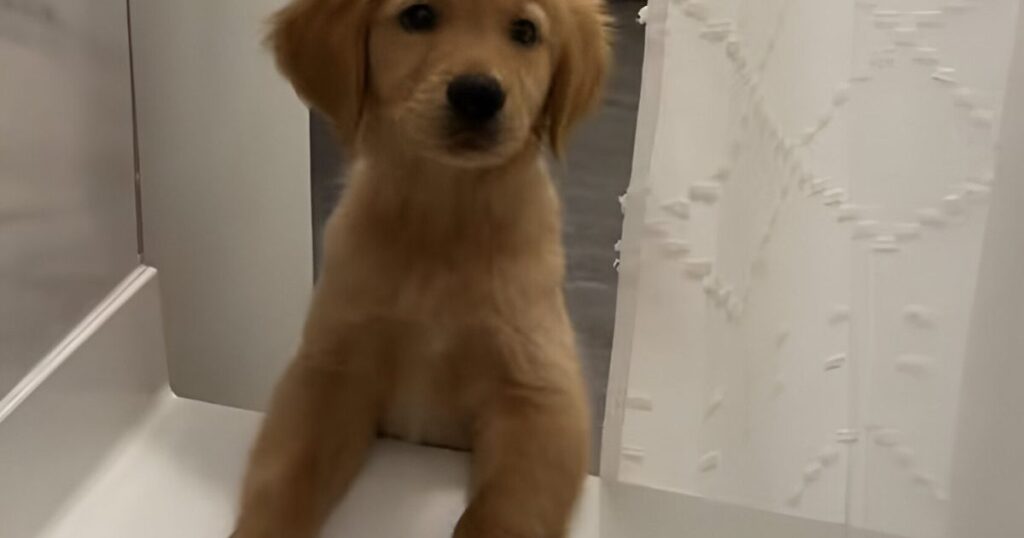 Puppy Displays FOMO Behavior in Funny Shower Video