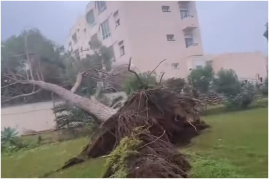 Watch: Trees uprooted in Marbella and Mijas following days of storms