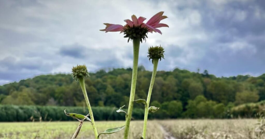 Gaia Herbs emerges resilient after Hurricane Helene