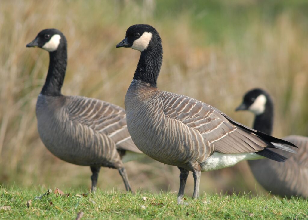 This Northwest author mocks ‘Worst Birds Ever.’ Revenge drops from the sky