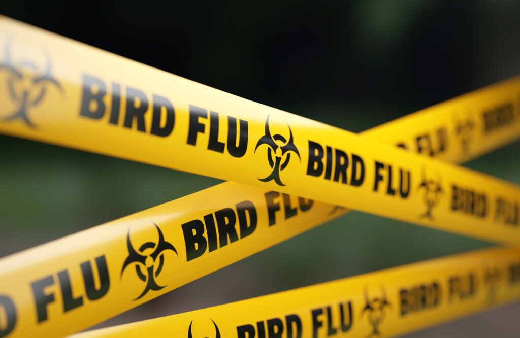 A failing response to bird flu is hurting farmers and consumers