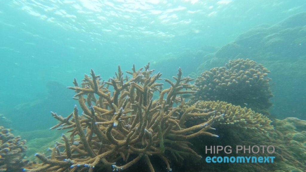 Coral colonizes Sri Lanka’s China-backed Hambantota port