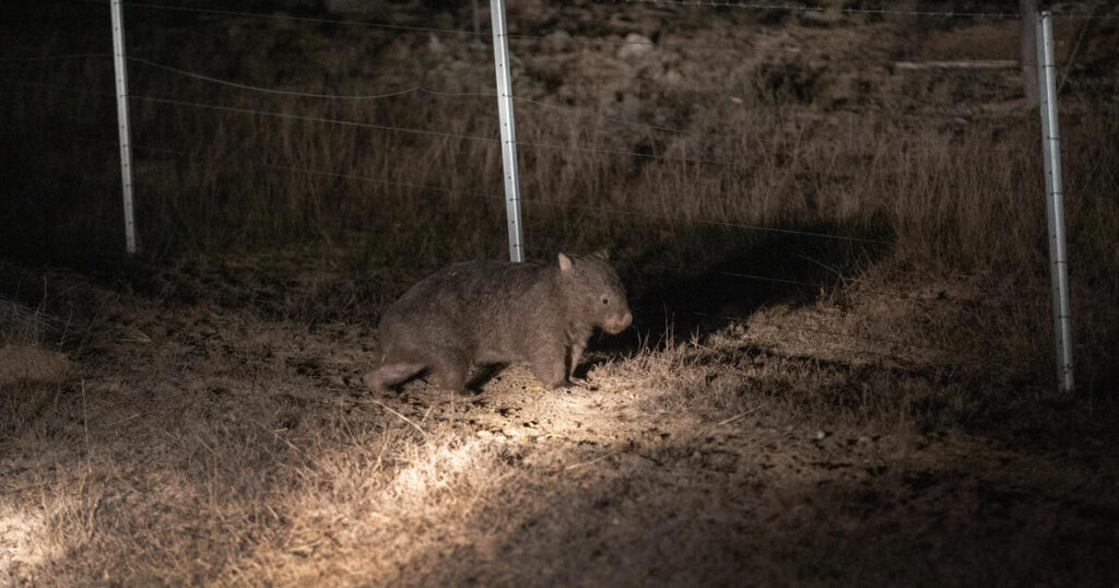 American influencer apologizes for snatching Australian baby wombat