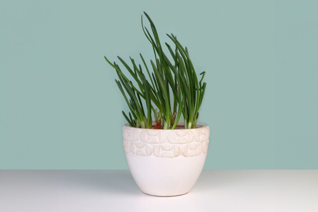 Why You Should Grow Chives Indoors