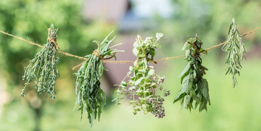 How to Dry Herbs from Your Garden