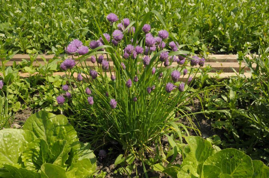 10 Perennial Herbs That Are Easy to Grow at Home