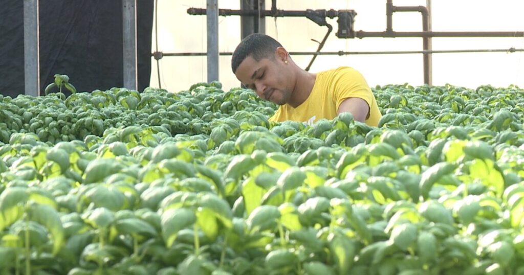 Grand Rapids greenhouse supplies supermarkets with fresh herbs all year long