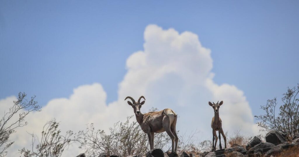 What the Texas bighorn sheep experiment says about rewilding the West