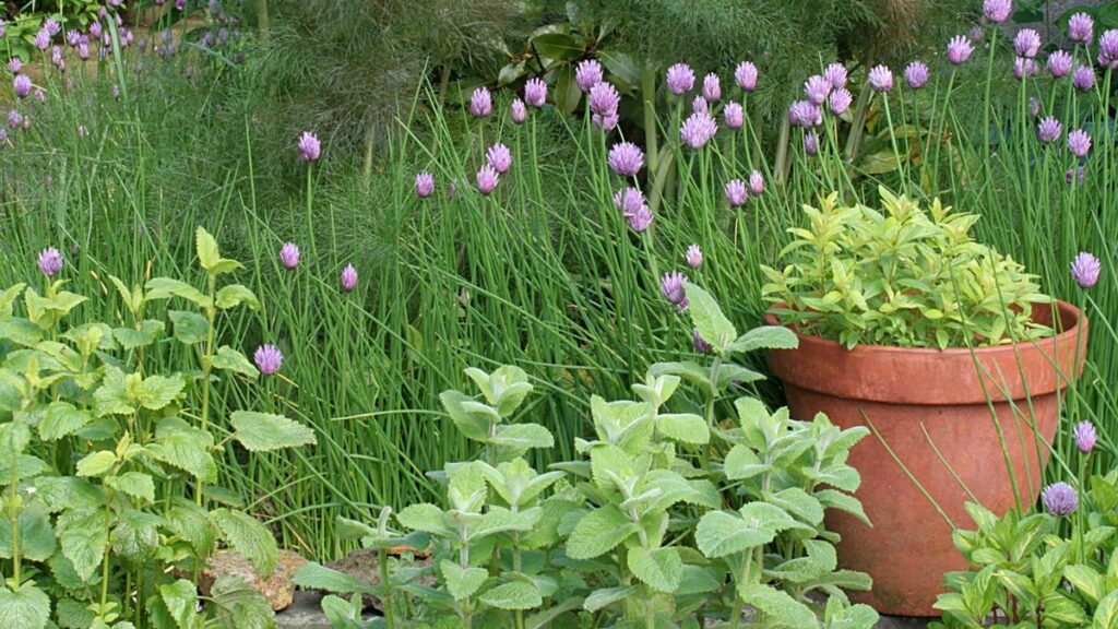 Herbs to divide in October – 7 plants to split this month