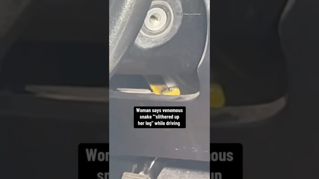 Woman says venomous snake “slithered up her leg” while driving #shorts
