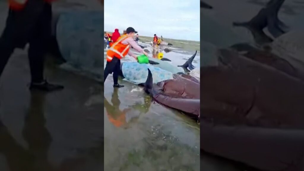 Volunteers rescue stranded whales with wet blankets #shorts
